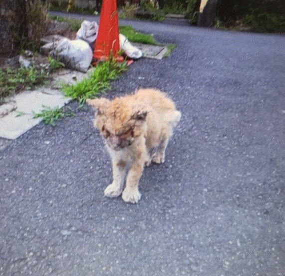 自作自演も 猫にエサをあげてみた 動画に批判 動物虐待を 通報 しても救えない葛藤 オリコンニュース 岩手日報 Iwate Nippo