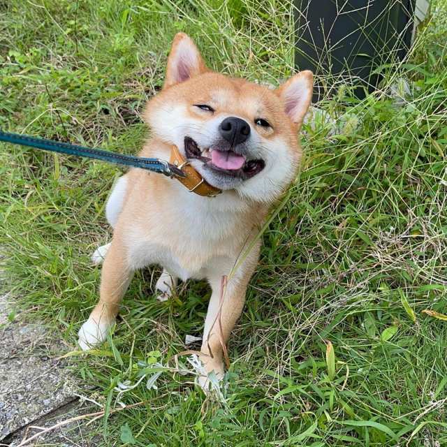 その他 芝生の緑の香りに惹かれるのはなぜ 草むらから動かない 拒否犬 に 可愛すぎて怒れませんね