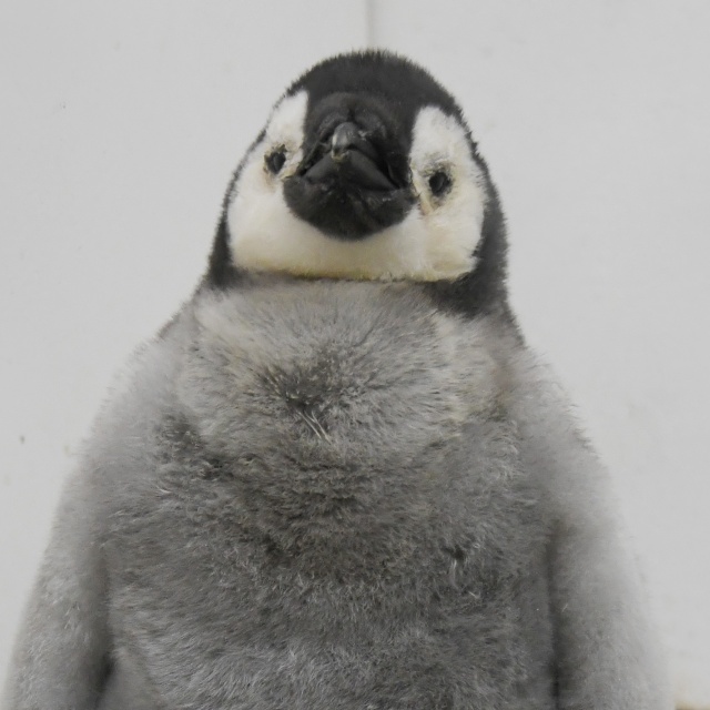今年10月1日に生まれたエンペラーペンギンの雛（C）アドベンチャーワールドの画像