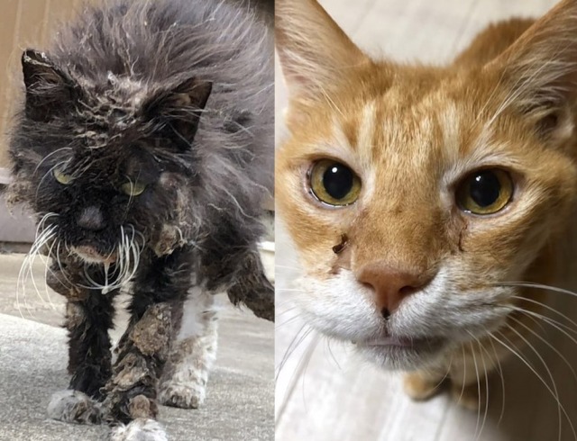 妖怪のような地域猫「二度見ちゃん」（左）と、13年間押入れで生きた「彦爺」（写真：ねこけんブログより）の画像