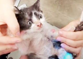 愛媛出張オペで処置された子猫（写真：ねこけんブログより）の画像