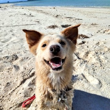 沖縄県・久米島のイーフビーチで楽しく遊び、”砂まみれ”になる大吉くん