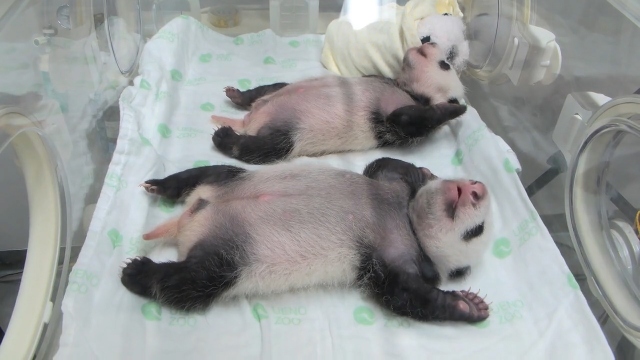 サカイ引越センター新CMに双子パンダのシャオシャオ＆レイレイが登場の画像