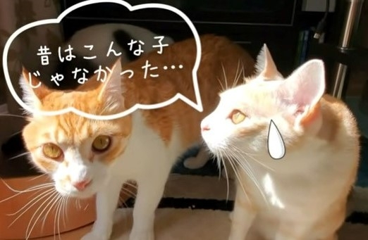反抗期になった猫・強駿丸（写真：ねこけんYouTubeより）の画像
