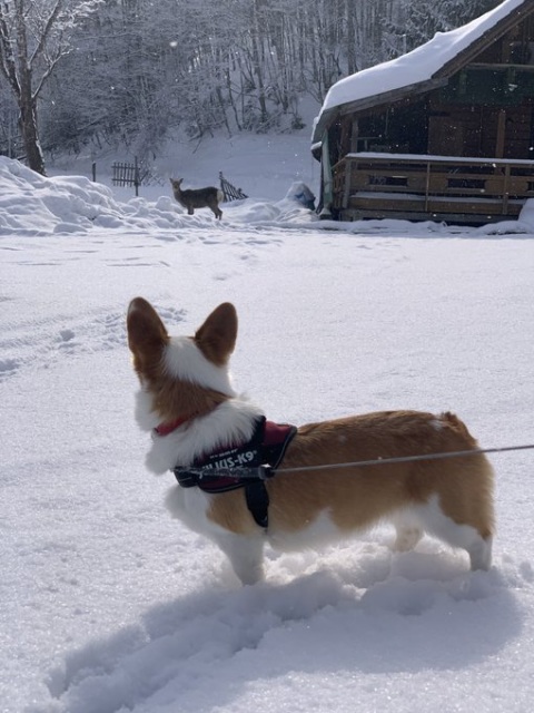 あたいに ついてきな 残像残す程の疾走で雪道を突き進むコーギー 愛おしいと感じる 犬の世界 オリコンニュース 岩手日報 Iwate Nippo