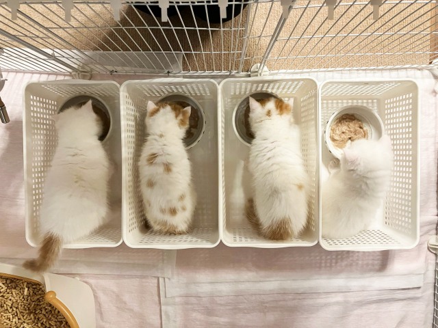 エキゾチックショートヘアーのきなこから生まれた4匹の子猫（＠miikomaple）の画像