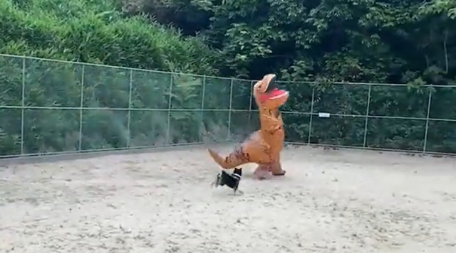 ツッコミどころ満載！ 愛犬の柴犬に追いかけられるティラノサウルス（画像提供：@kuroshibapeko）の画像