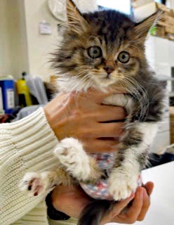 保護当時、骨盤のない子猫モズクはとても小さく弱々しかった（写真：ねこけんブログより）の画像