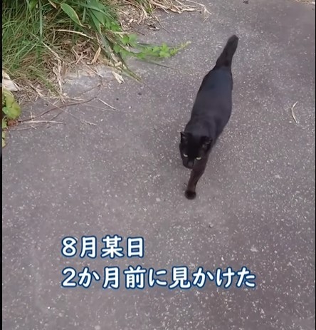 おっさんが野良猫を保護したら5匹の父ちゃんに、衝撃ビフォーアフター