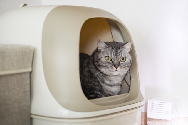 pandaloli 自動猫トイレ 猫 自動トイレ 中古 引き取り （全自動