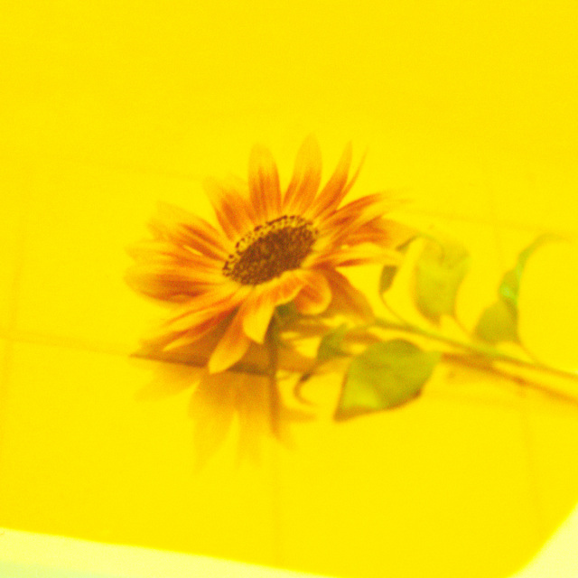 Vaundy「花占い」、累積再生数3億回を突破 自身通算5作目の3億超え