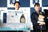 墨田区より特別住民票が贈呈されたペンギンの「だいふく」 （C）ORICON NewS inc.