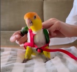 「鳥もハーネス付けるの！？」ロストの心配も軽減、器用に装着するインコ動画に反響