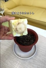 捨てることの多い「キャベツの芯」。植木鉢で育ててみたら…